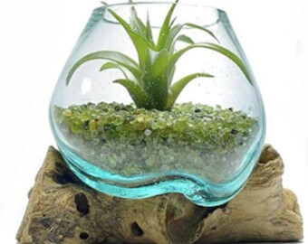 Teak Wood Root And Blown Glass Terrarium Sculpture