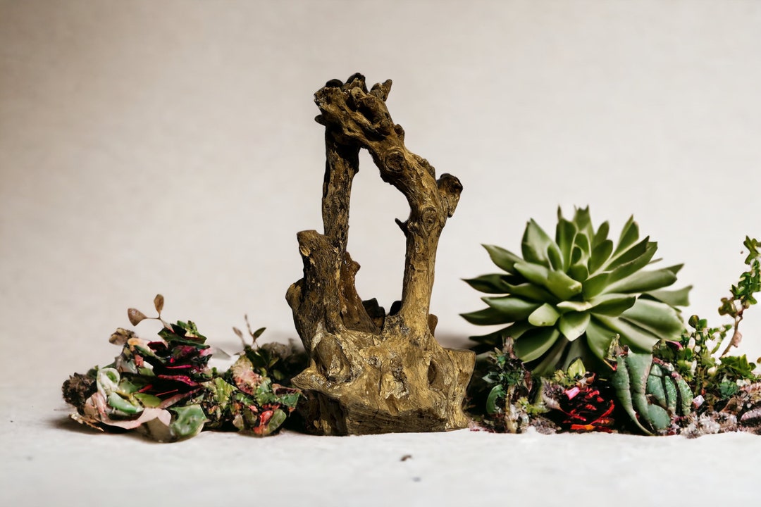 Large Exotic Teakwood Thick Branch Driftwood Thick Branch Sculpture Art