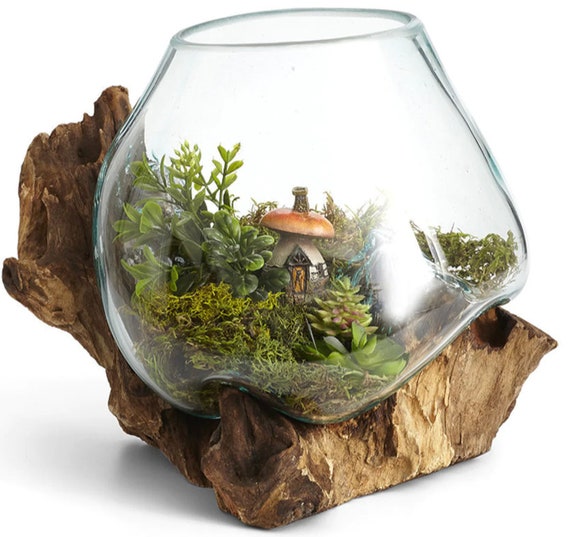 Hand-blown Glass and Teak Wood Terrarium Unique Medium-sized Terrarium  Container for Betta Fish, Plants, and Sculptural Display Sculpture 
