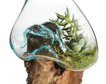 Teak Wood Root And Blown Glass Terrarium Sculpture