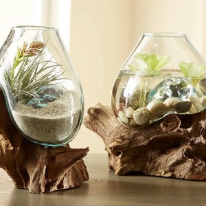 Two Teak Wood Terrarium Hand Blown Glass & Teak Wood Root-- Med Terrarium Container - Fish Bowl - Betta Fish Bowl - Plants - Sculpture
