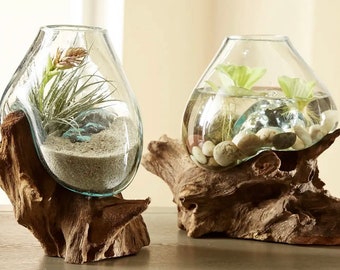 Two Teak Wood Terrarium Hand Blown Glass & Teak Wood Root-- Med Terrarium Container - Fish Bowl - Betta Fish Bowl - Plants - Sculpture