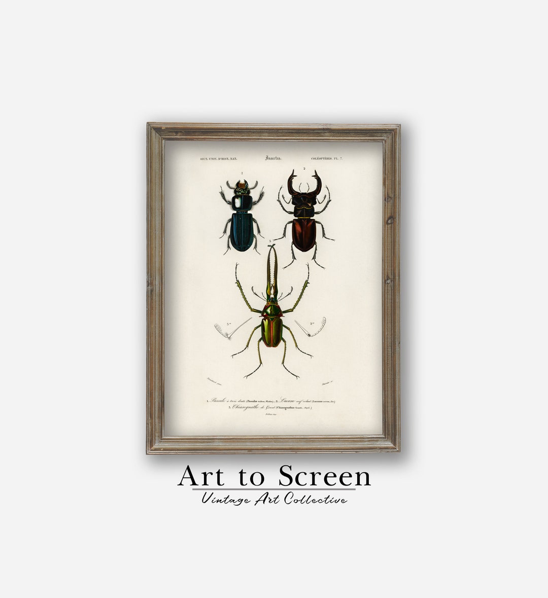 Study of Beetles Vintage Printable Artwork, Perfect for Any Setting ...
