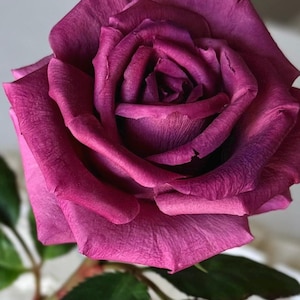 Purple-Blueberry Rose on Stem – Polymer Clay, Cold Porcelain, Handmade Botanical Flower, Everlasting