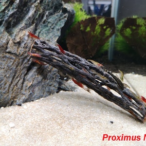 cholla wood aquarium decoration for aquascape shrimp tank fish fry