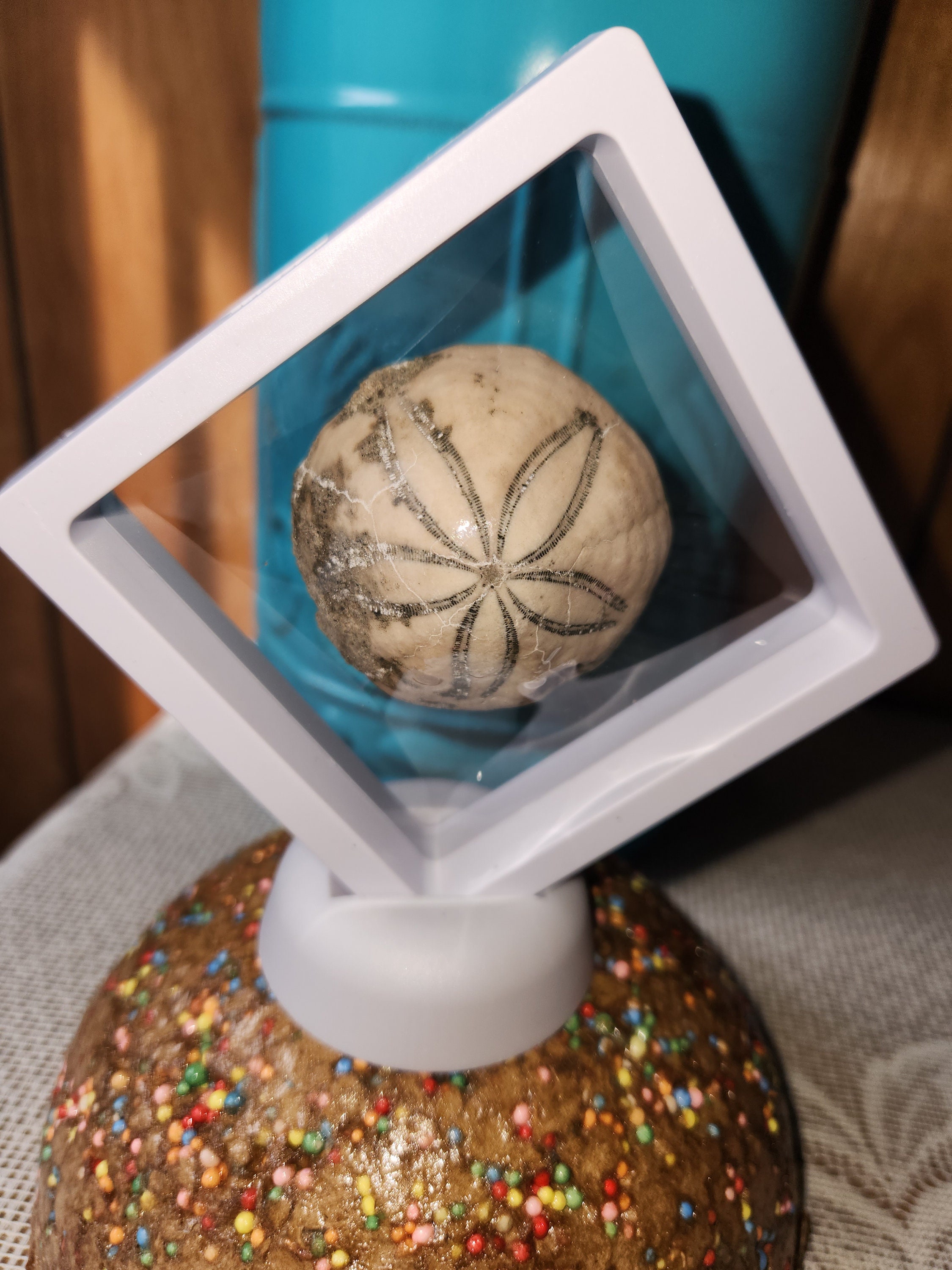 FIVE Sand Dollars Laganidae Sand Dollar Skeletons Natural Display