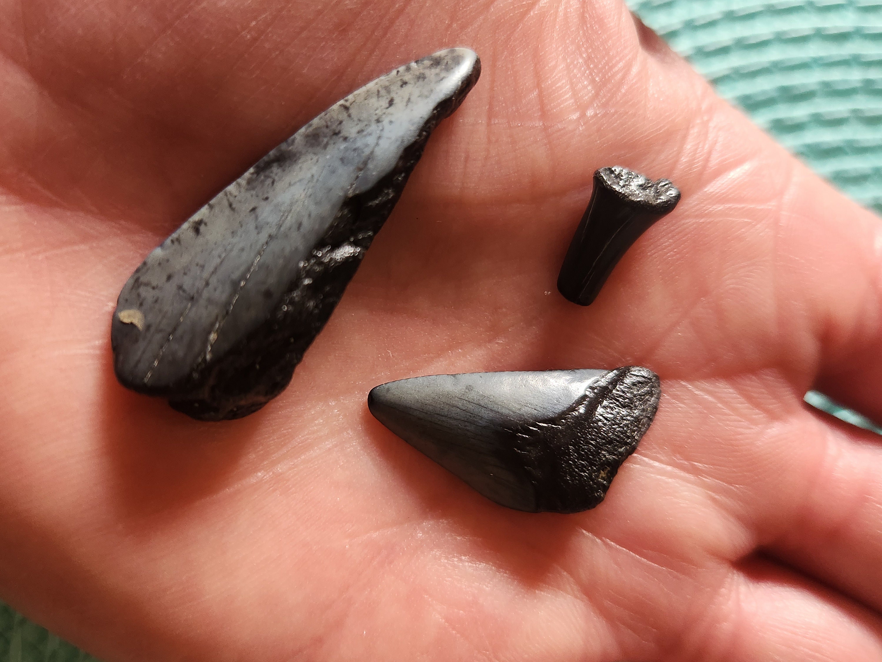 shark-teeth-fossils-etsy