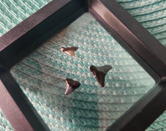 Shark teeth fossils in display case