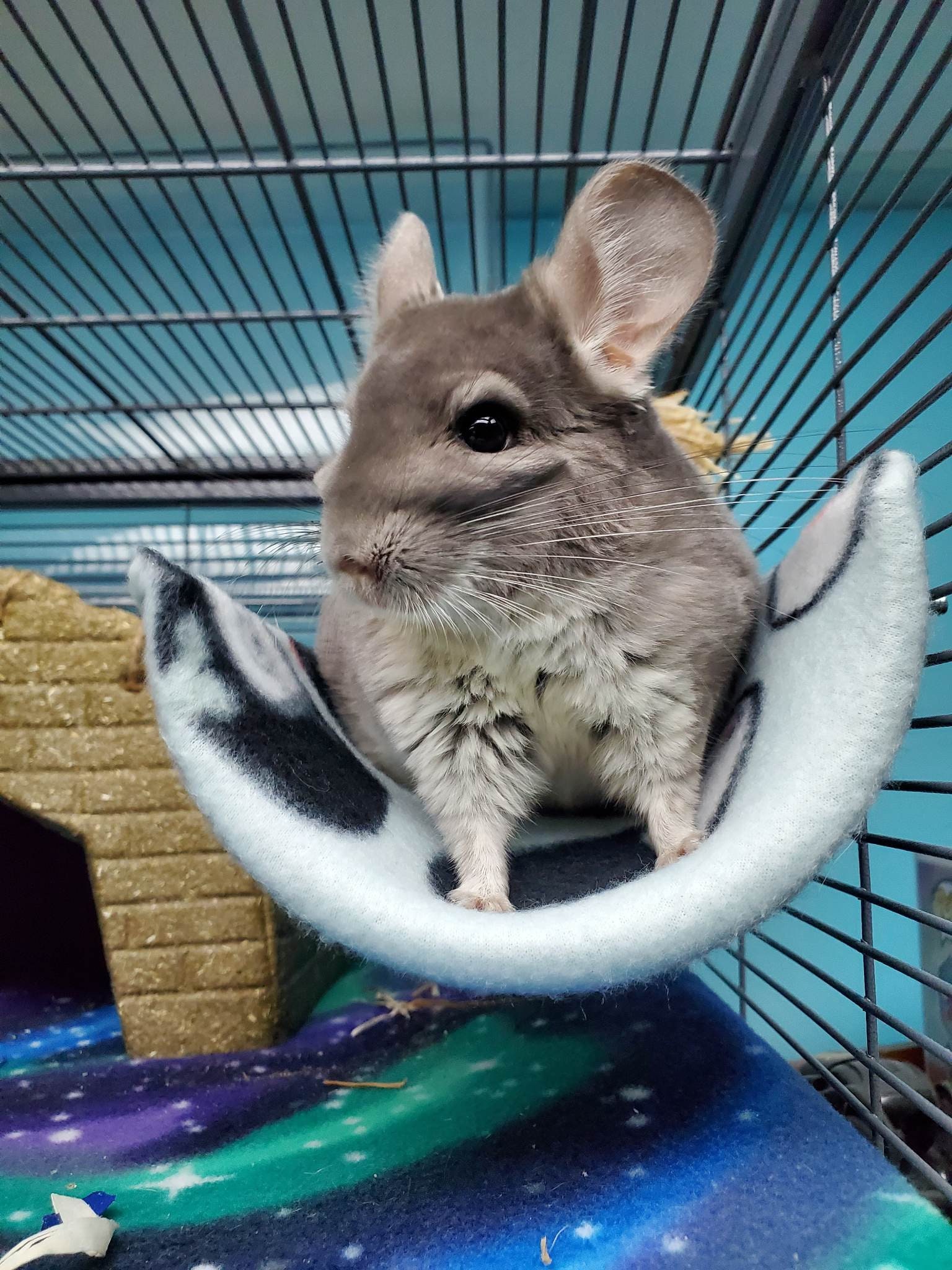 Chinchilla Bed Etsy
