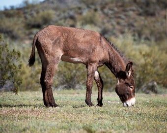 Digital Download - Wild Burro in Arizona - Instant Digital Download - Printable Wall Art