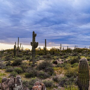 Digital Download - Sunset in the desert in Arizona with Cacti- Instant Photo Download - Printable Wall Art