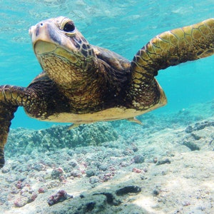 Digital Download - Turtle swimming in ocean North Shore Oahu Hawaii - Instant Digital Download - Printable Wall Art