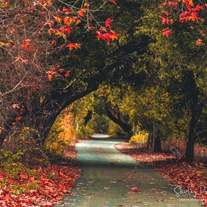 Autumn trees in red and gold, autumn landscape wall art, red and gold fall leaves, canopy of colorful leaves photo, tunnel of trees print