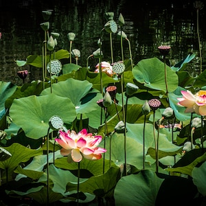 Dreamy pink water lilies photo, lotus flowers, green pond, botanical print, florist gift, gardener gift, lily pond at Huntington Gardens