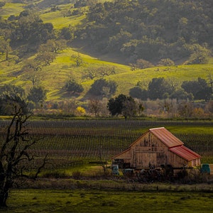 Vineyard Barn Photo: Rustic Farmhouse Wall Art, bucolic landscape, countryside scene in wine country