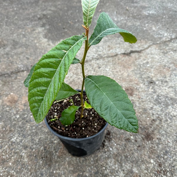 Loquat (Gold Nugget), 6-10 inches (枇杷树)