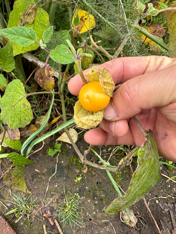 Golden Berry Plant (2 Plants) - Etsy