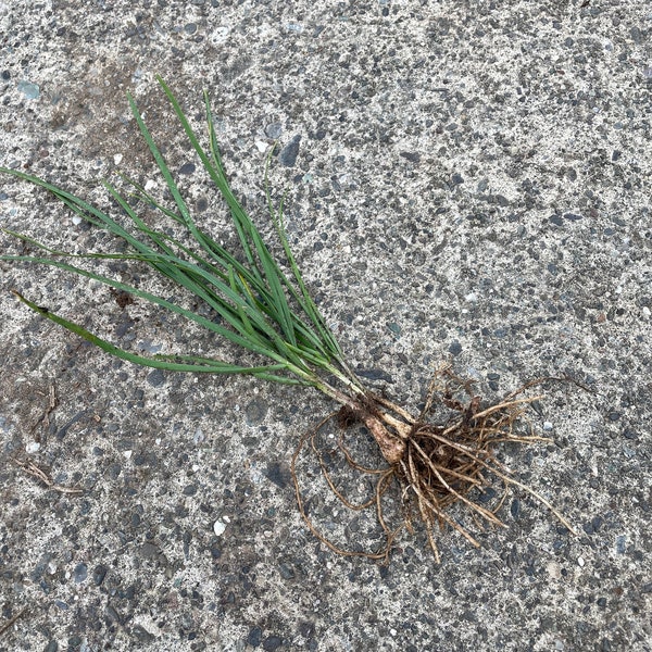 Garlic Chive plants (Jiucai) 韭菜 10 dollar for 50 plants