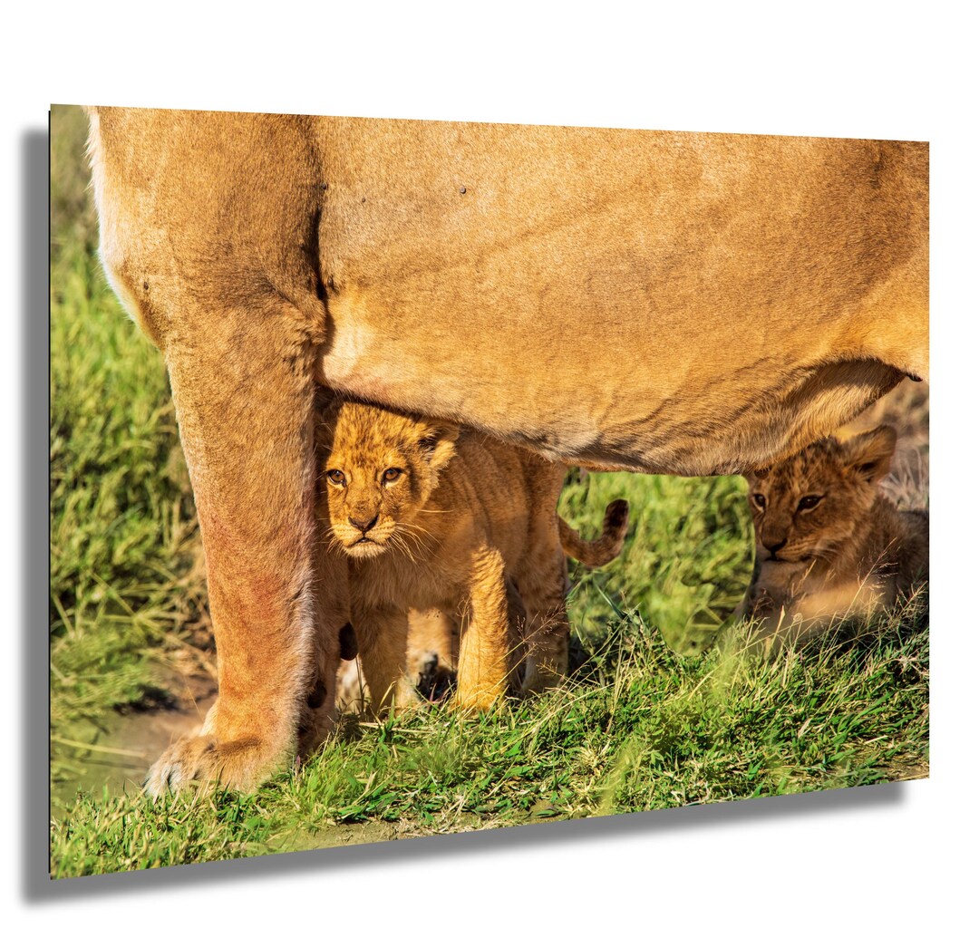 Lion Cub Wall Decor, Baby Animal Photo (canvas or Metal Prints) - Etsy
