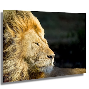 Serengeti Male Lion Portrait, Lion Wall Art, Safari Canvas Print, Wildlife Decor, Exotic Home Accent, Large Fine Art Photo