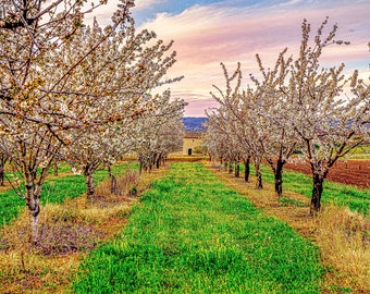 Flowering orchard springtime South of France Provence fine art photo for francophiles and nature lovers on canvas metal acrylic paper