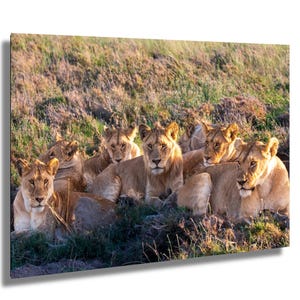 Grote wilde leeuw trots rustende Serengeti fine-art print op papier acryl metaal en canvas kinderkamerdecoratie of cadeau voor dierenliefhebber