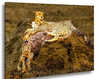 Fotografía de una familia de guepardos: Mamá guepardo con sus cachorros en el Serengeti.