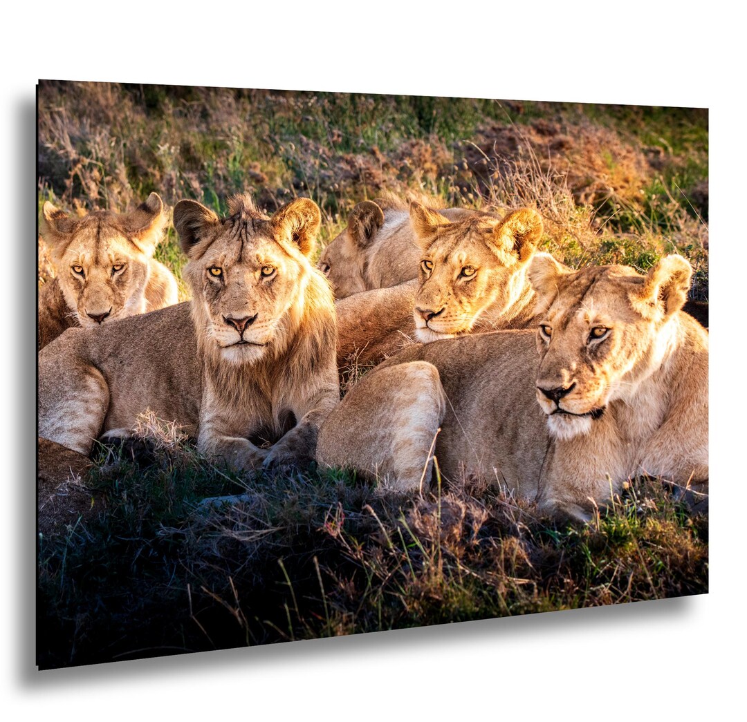 Wild Lion Family Print - Serengeti Big Cat Photography Fine Art - Etsy