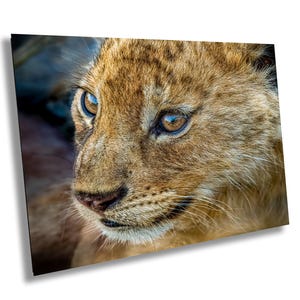 Piccolo cucciolo di leone in primo piano, foto artistica su carta, acrilico, metallo, tela, regalo per amanti degli animali/della natura, perfetto per la cameretta dei bambini o per la cameretta dei bambini