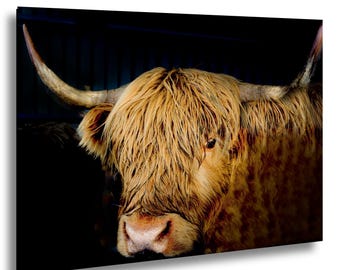 Ritratto di mucca delle Highlands scozzesi: stampa fotografica d'arte