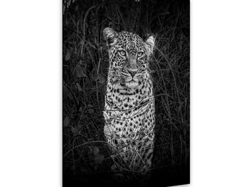 Lámina fotográfica de leopardo de safari - Decoración para el hogar con temática de felinos salvajes - Blanco y negro