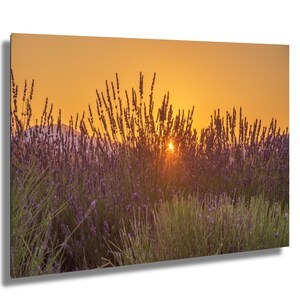 Campi di lavanda, alba, tramonto, Provenza, Francia, primo piano, fotografia artistica su tela, acrilico, carta di qualità e metallo, arredamento country francese