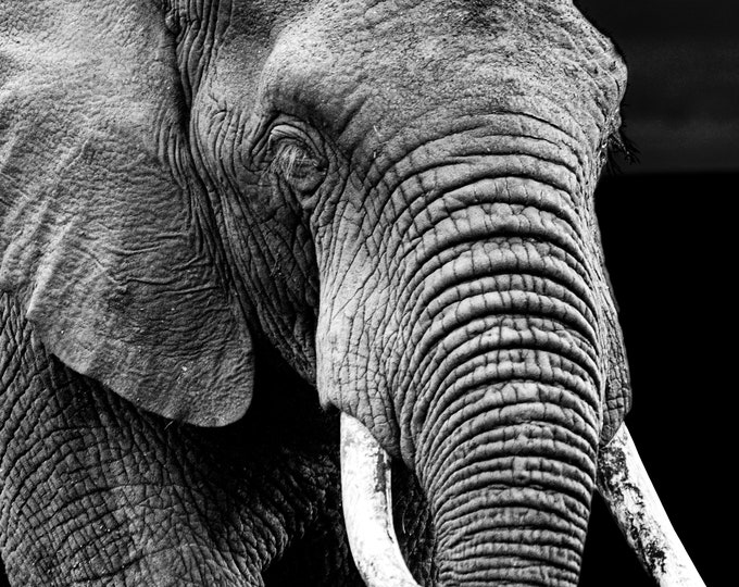 Wild elephant close up fine art photo in black and white, side view with tusk gift for animal or nature lover canvas acrylic metal