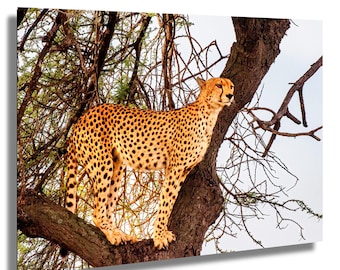 Fotografía de fauna salvaje del Serengeti: guepardo hembra en un árbol en la sabana.