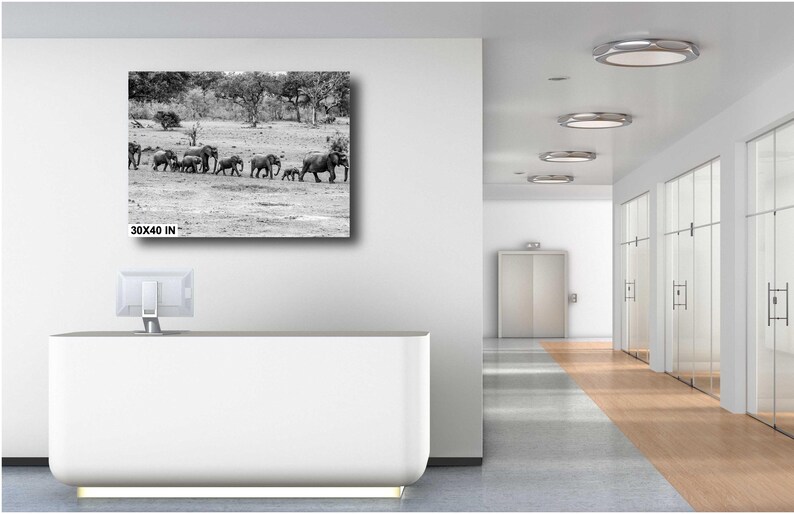 Elephant Family of All Sizes Including Babies Marching Single File Fine