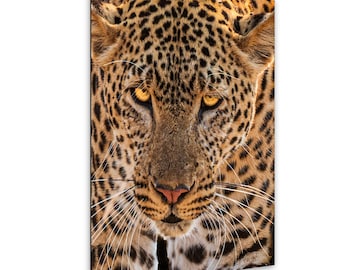 Lámina fotográfica de leopardo en safari, primer plano de felino (Arte mural de vida salvaje)