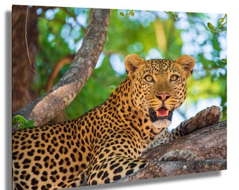Lienzo estampado de leopardo estilo safari, primer plano de la vida salvaje (varios tamaños)