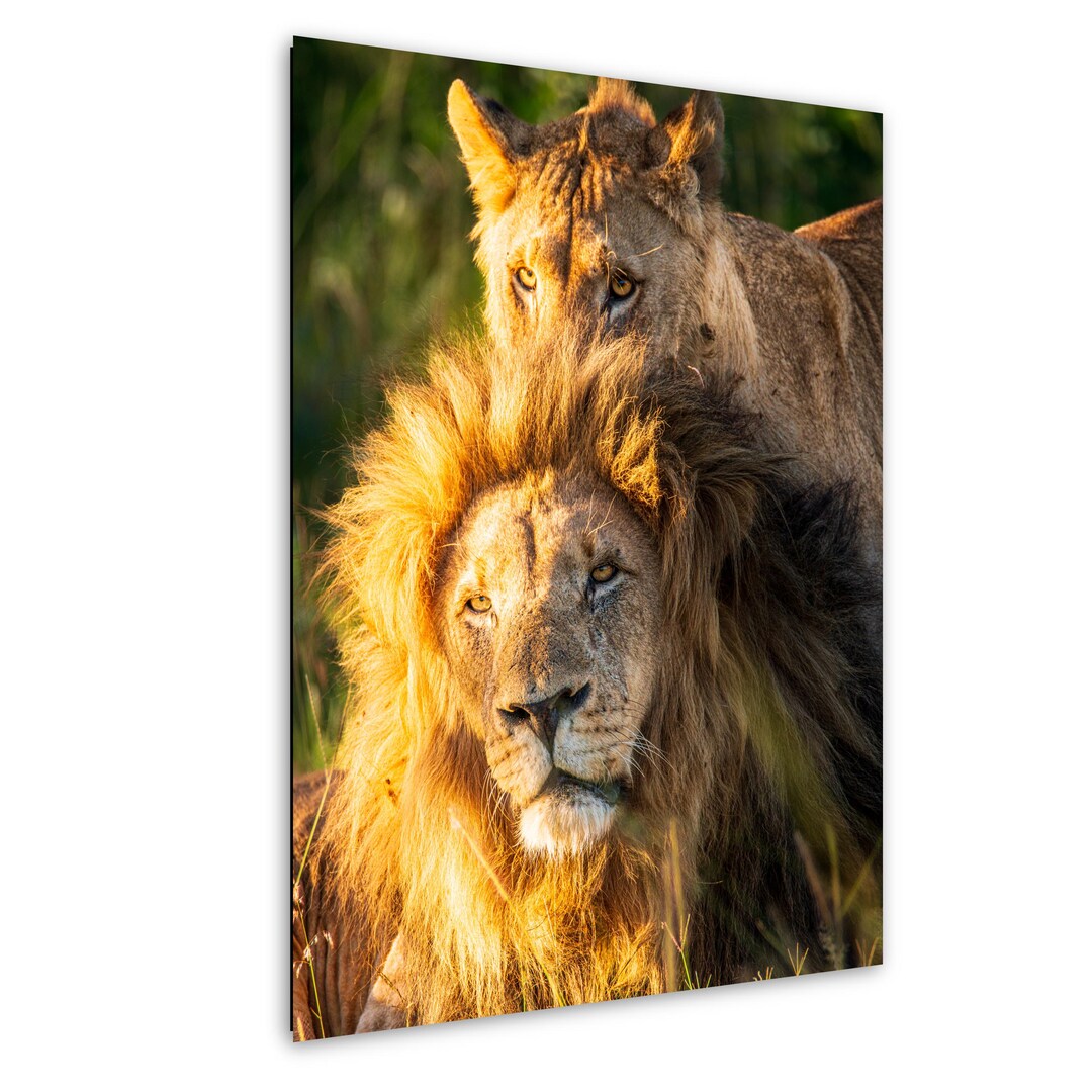Lion Wall Art Print: Father and Son Moment - Safari Photography - Etsy