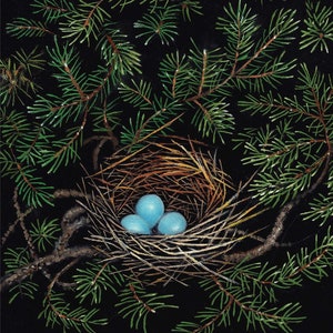 May include: A bird's nest with three blue eggs nestled inside. The nest is made of twigs and is surrounded by green pine branches against a black background.