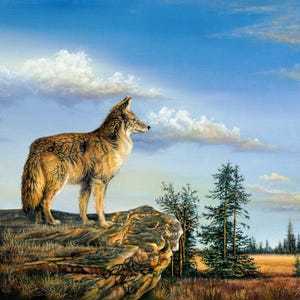 Impression giclée coyote : art paysager prairie de montagne - Tom Lybeck