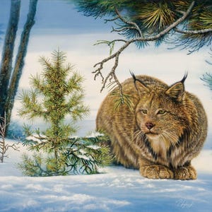 Lynx Giclée Print: Crouching in Snow, Forest Edge - Tom Lybeck Art