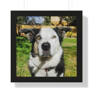 Border Collie Backyard Portrait &quot;Leeloo&quot; - Framed Square Poster