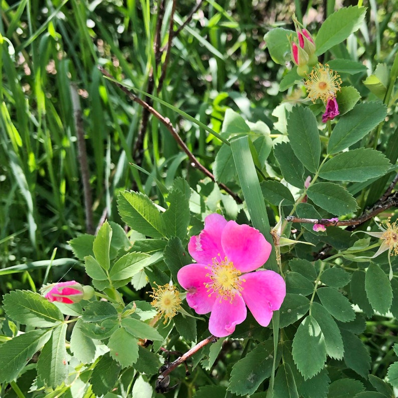 May include: A pink wild rose flower with five petals blooms on a green bush with leaves. The flower has a yellow centre with pollen.