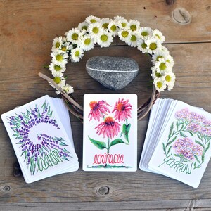 Puede incluir: Una composici&oacute;n con una corona de margaritas, una piedra gris y tres barajas de cartas. Las cartas muestran ilustraciones en acuarela de lavanda, equin&aacute;cea y milenrama. La palabra "echinacea" est&aacute; escrita en una carta.