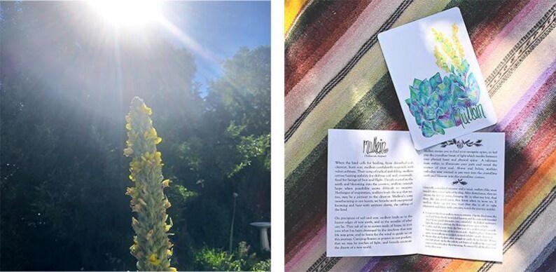Puede incluir: Una planta alta con flores amarillas se encuentra a la luz del sol, con &aacute;rboles al fondo. Una tarjeta blanca con una ilustraci&oacute;n de acuarela de plantas azules y verdes y la palabra "mullein" est&aacute; junto a un folleto abierto.