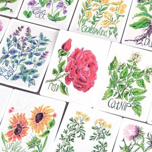 Puede incluir: Una colecci&oacute;n de tarjetas de arte bot&aacute;nico en acuarela con diversas flores y hierbas. Cada tarjeta muestra una ilustraci&oacute;n detallada de una planta, con etiquetas manuscritas como "peon&iacute;a", "rosa" y "hierba gatera".