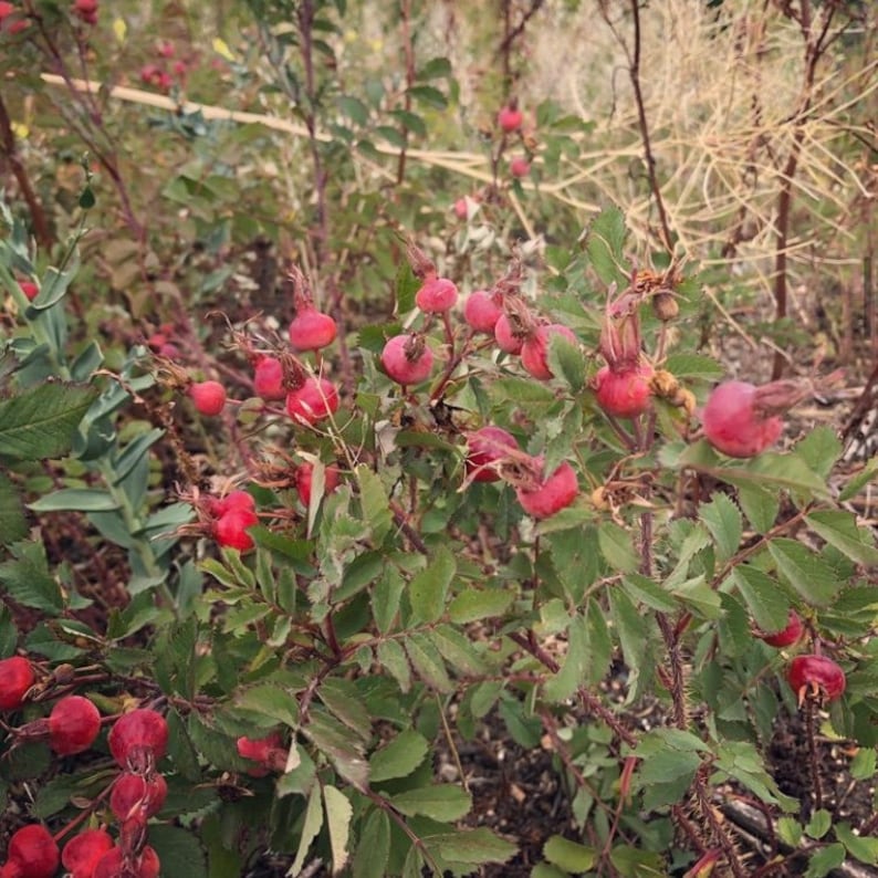 May include: A close-up of a bush with many small, bright pink rose hips. The rose hips are clustered together on the branches of the bush, which are covered in green leaves.