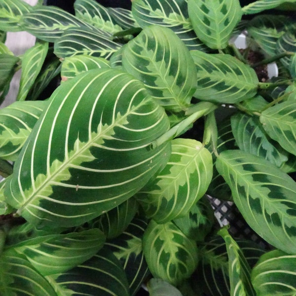 Lemon Lime Prayer Plant, Live Maranta Plant ,Maranta Lemon Lime Prayer Plant, Maranta Leuconeura 'Marisela' (Prayer Plant) - 4" in pot