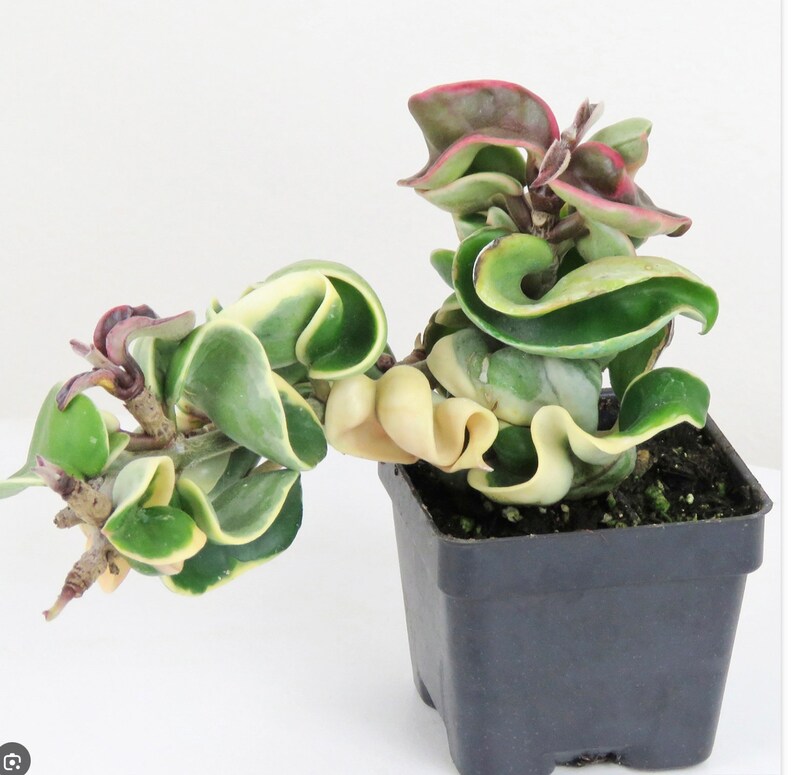 Variegated Hindu Rope Variegated Hoya Compacta Hoya Carnosa Etsy