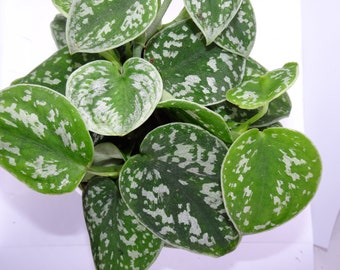 FULL Silver Satin Pothos, Philodendron Silver, Satin Pothos, Scindapsus Silvery Anne - in 4" Pot